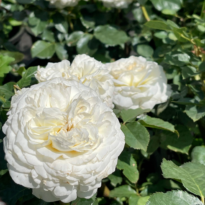 Саджанці англійської троянди «Пейшенс»