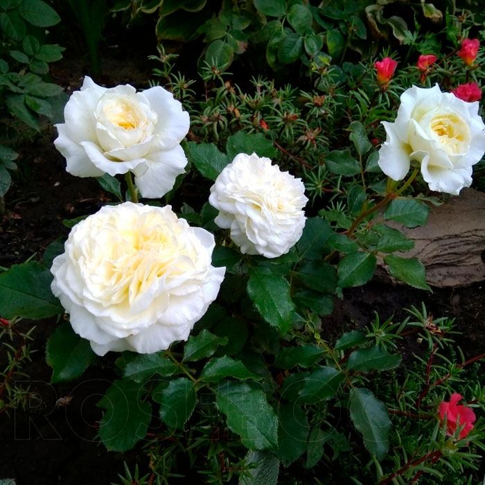 Саджанці англійської троянди «Пейшенс»