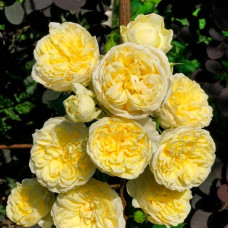 Саджанці англійської троянди «Пілігрим»