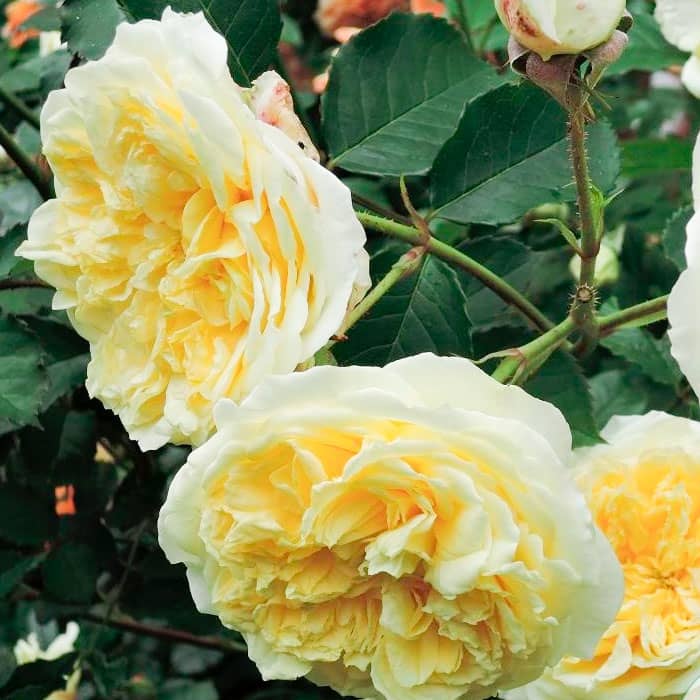 Саджанці англійської троянди «Пілігрим»