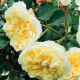 Саджанці англійської троянди «Пілігрим»