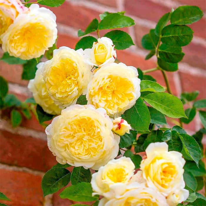 Саджанці англійської троянди «Пілігрим»