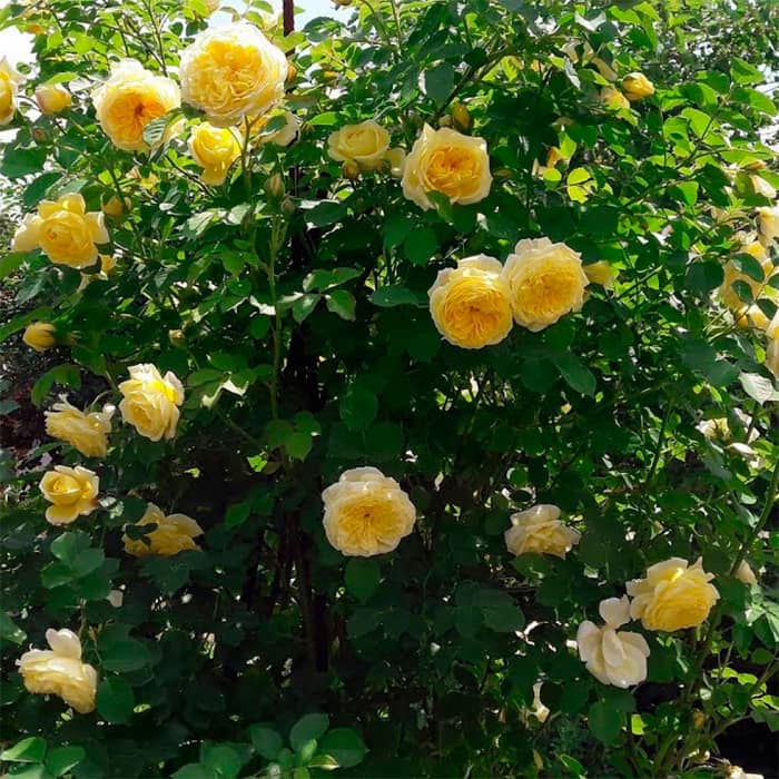 Саджанці англійської троянди «Пілігрим»