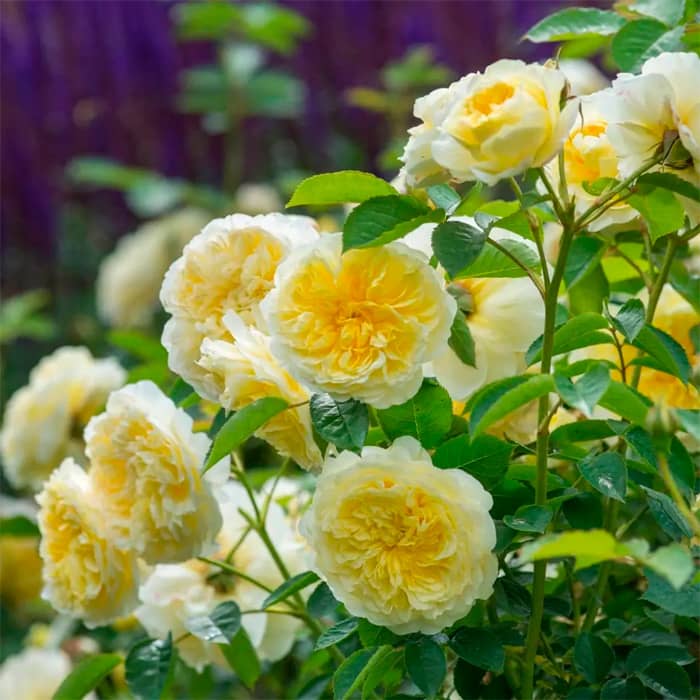 Саджанці англійської троянди «Пілігрим»