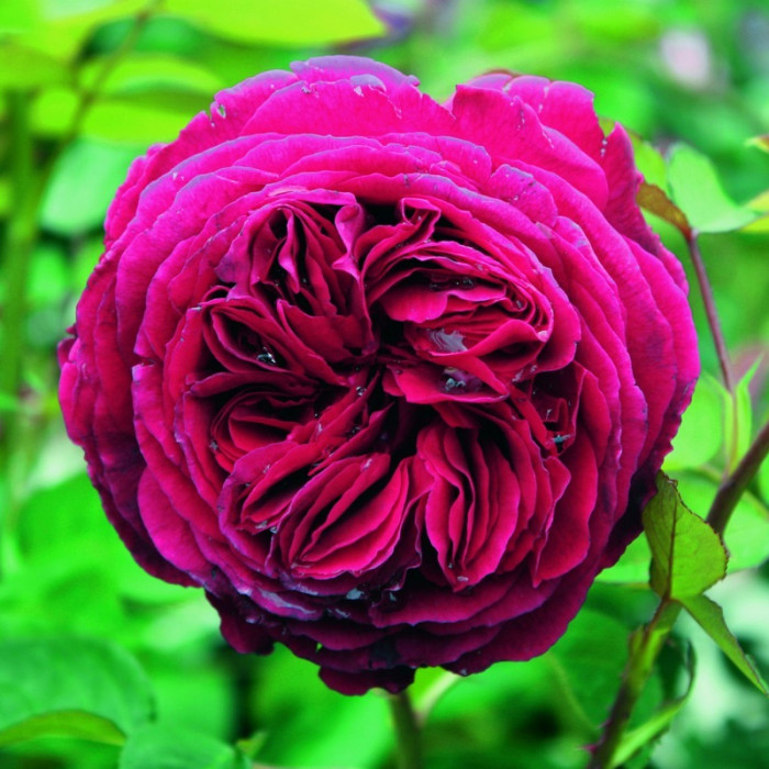 Саджанці англійської троянди «Фальстаф»