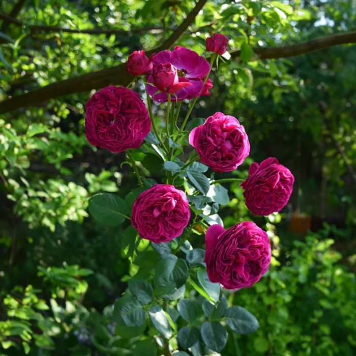 Саджанці англійської троянди «Фальстаф»