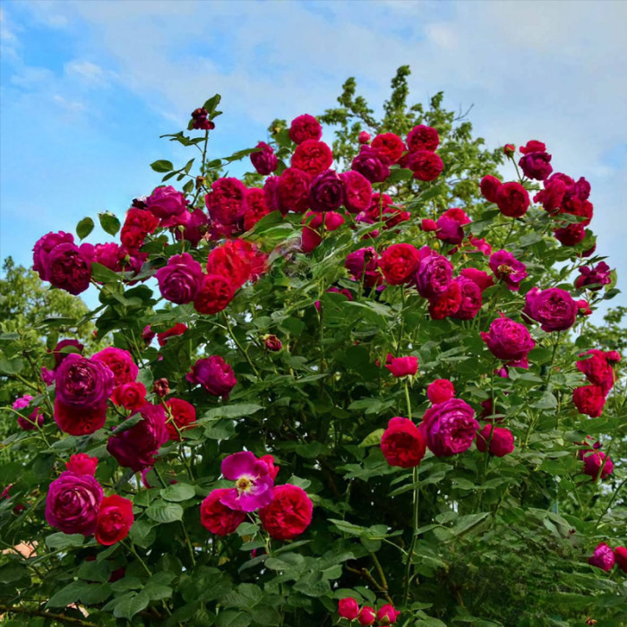 Саджанці англійської троянди «Фальстаф»