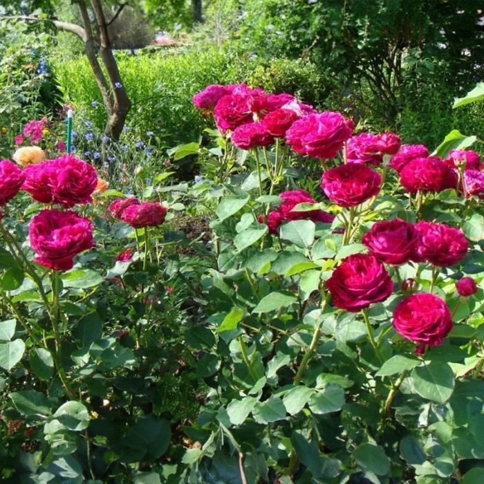 Саджанці англійської троянди «Фальстаф»