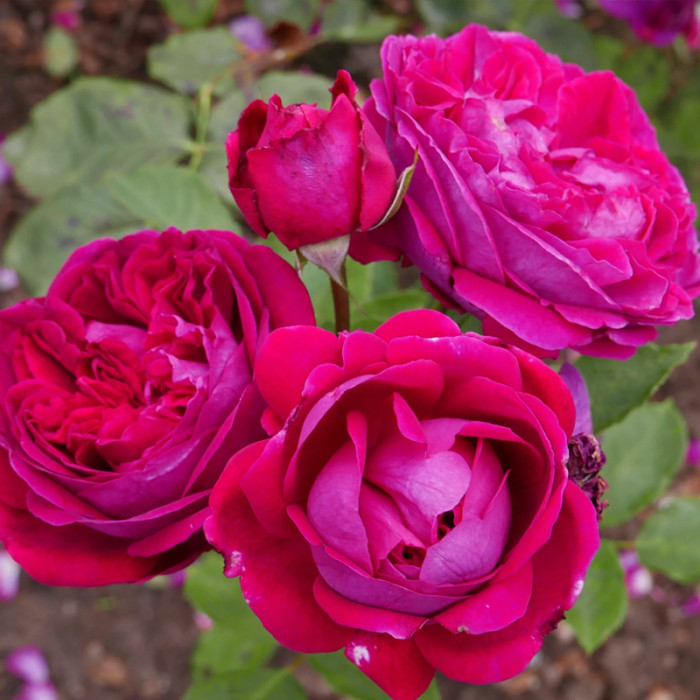 Саджанці англійської троянди «Фальстаф»