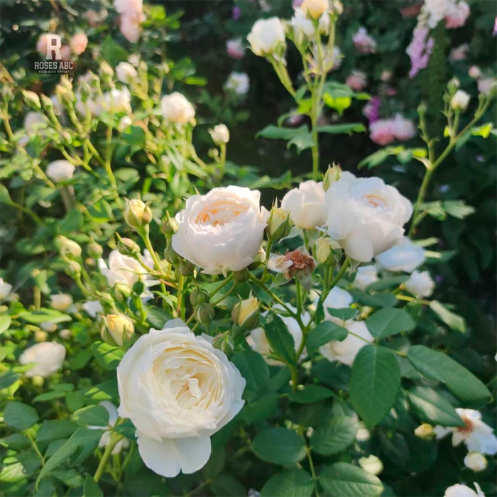 Саджанці англійської троянди «Клер Остін»