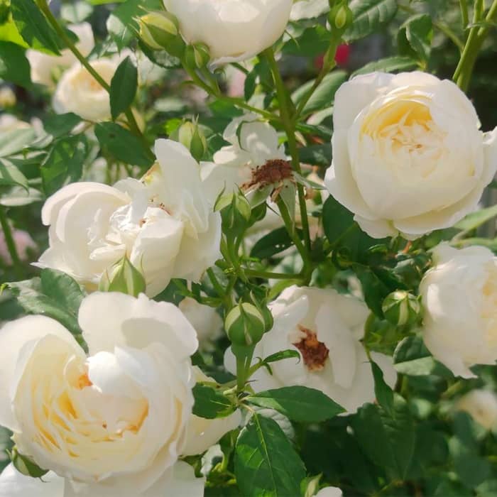 Саджанці англійської троянди «Клер Остін»