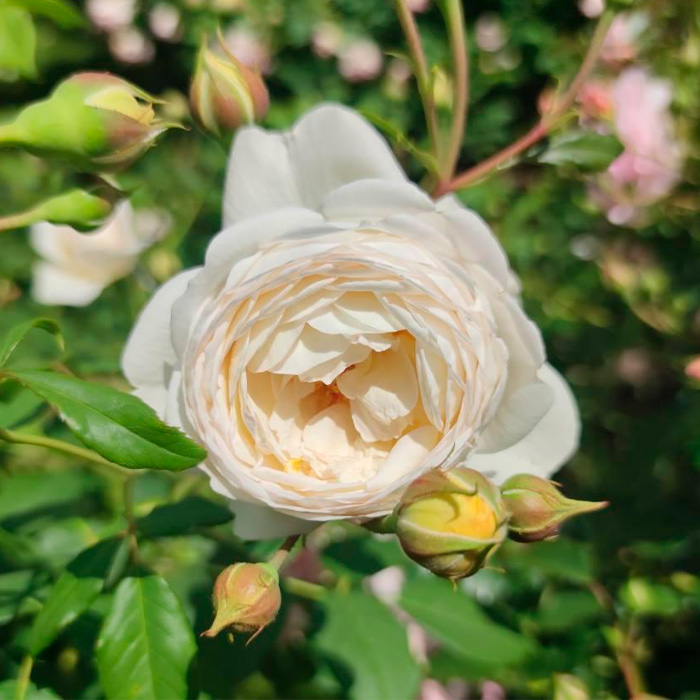 Саджанці англійської троянди «Клер Остін»