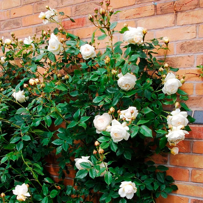 Саджанці англійської троянди «Клер Остін»