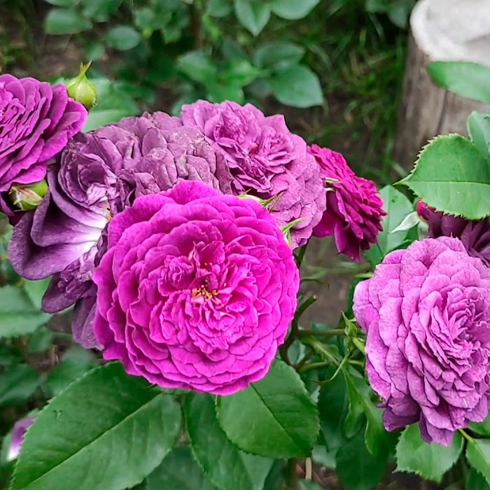 Саджанці англійської троянди «Леді Перпл»