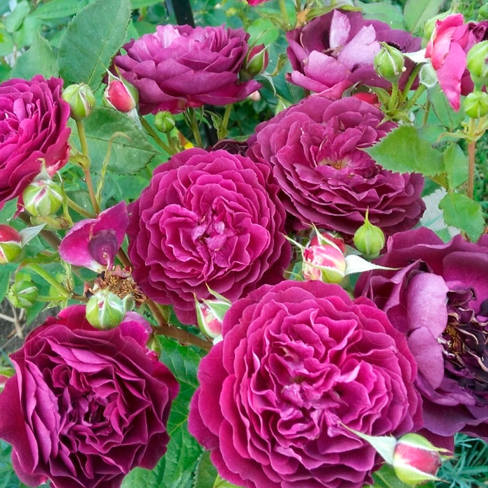 Саджанці англійської троянди «Леді Перпл»