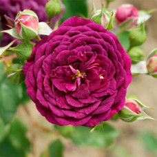 Саджанці англійської троянди «Леді Перпл»