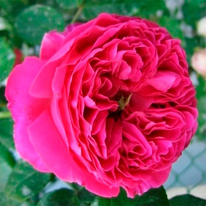 Саджанці англійської троянди «Отелло» 