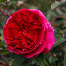 Саджанці англійської троянди «Отелло» 