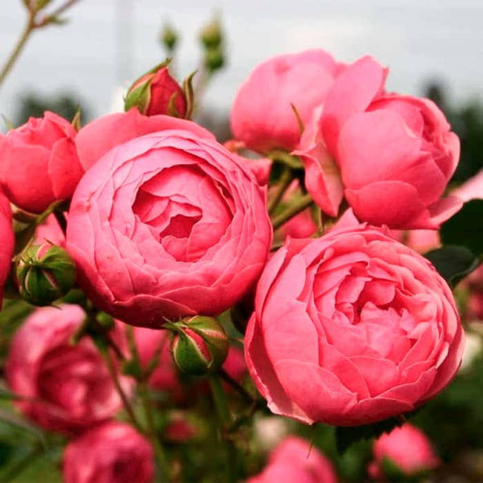 Саджанці англійської троянди «Помпонелла» 