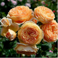 Саджанці англійської троянди «Принцеса Маргарет»