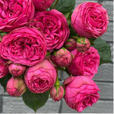 Саджанці англійської троянди «Пінк Піано»