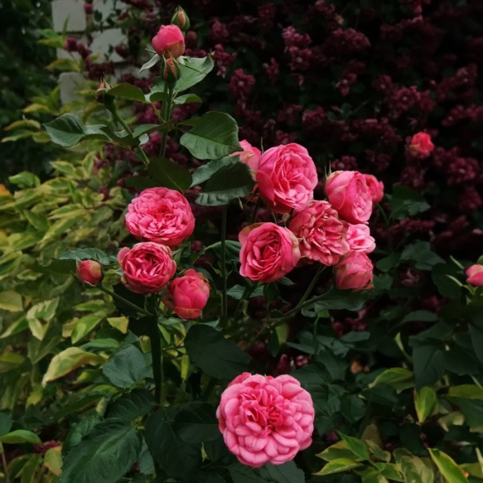 Саджанці англійської троянди «Пінк Піано»
