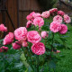 Саджанці англійської троянди «Пінк Піано»