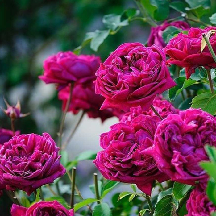 Саджанці англійської троянди «Вільям Шекспір»