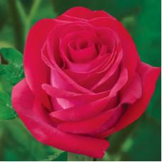 Саджанці англійської троянди «Ескалібур»