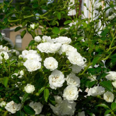 Саджанці бордюрної троянди «Вайт Фейрі»