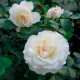 Саджанці бордюрної троянди «Вайт Фейрі»