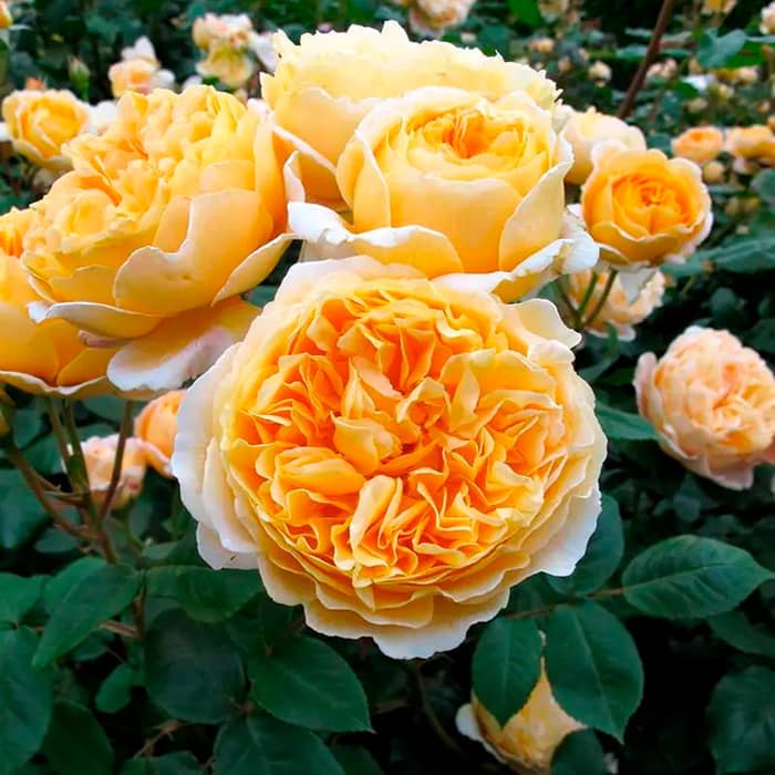 Саджанці бордюрної троянди «Беатріс»