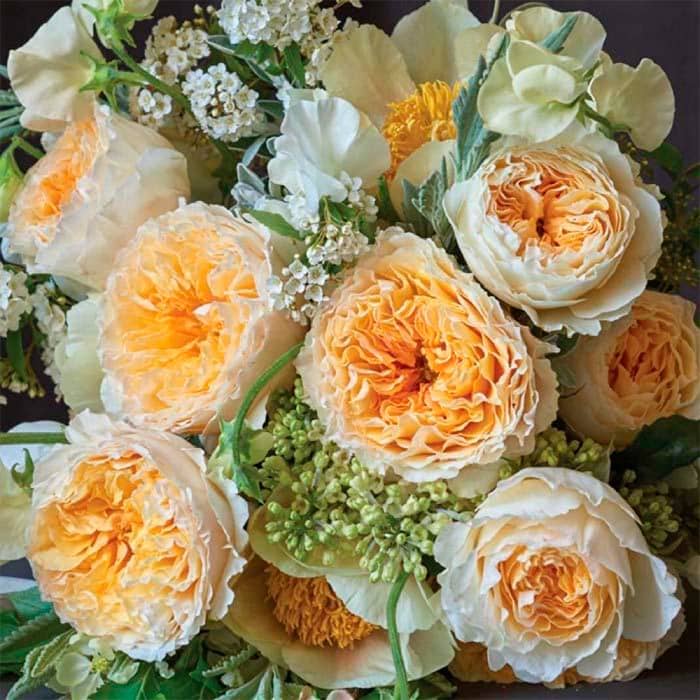 Саджанці бордюрної троянди «Беатріс»