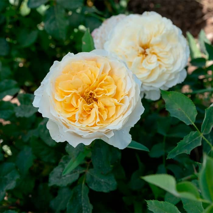 Саджанці бордюрної троянди «Беатріс»