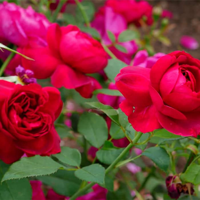 Саджанці бордюрної троянди «Дарсі»