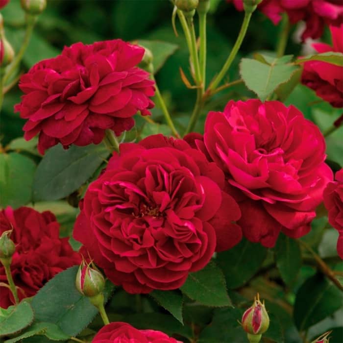 Саджанці бордюрної троянди «Дарсі»