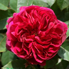 Саджанці бордюрної троянди «Дарсі»