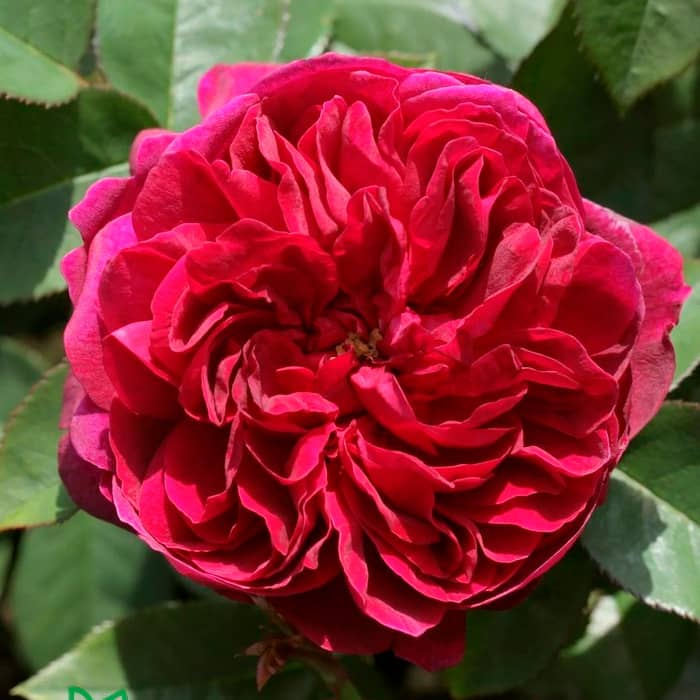 Саджанці бордюрної троянди «Дарсі»