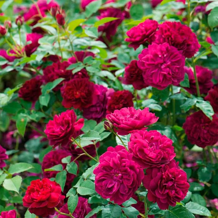 Саджанці бордюрної троянди «Дарсі»