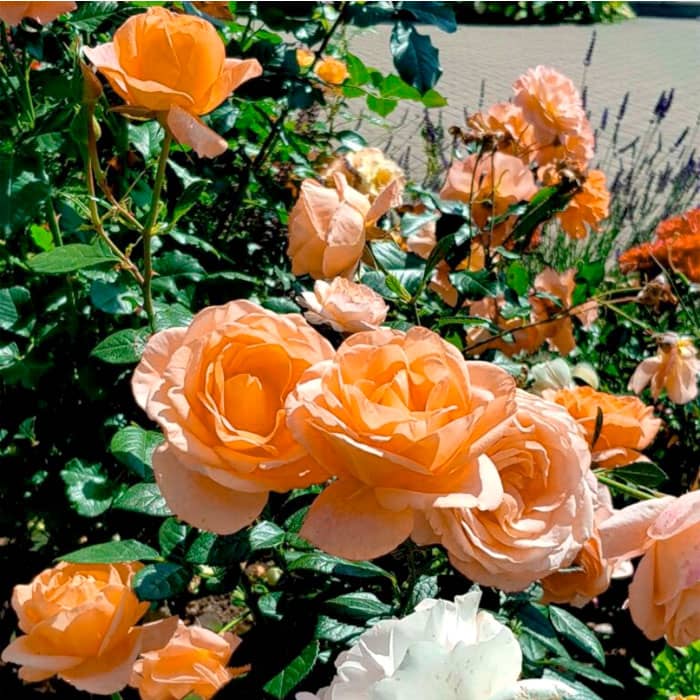 Саджанці бордюрної троянди «Імпреза»