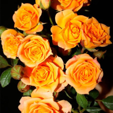 Саджанці бордюрної троянди «Клементіна»