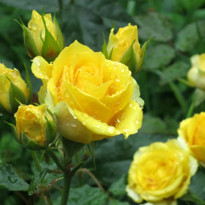 Саджанці бордюрної троянди «Лялька»