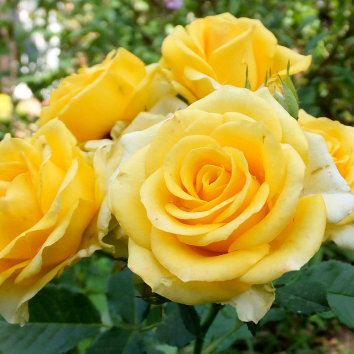 Саджанці бордюрної троянди «Лялька»