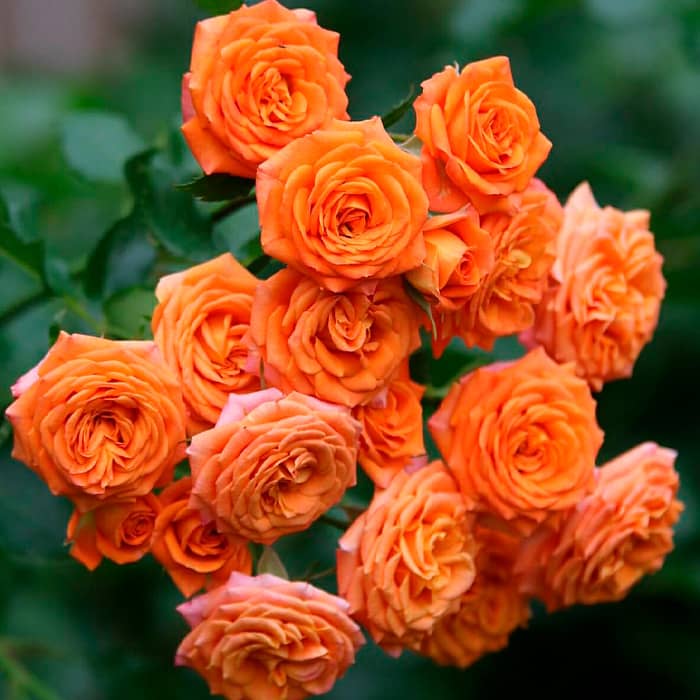 Саджанці бордюрної троянди «Оранж Бебі»