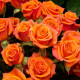 Саджанці бордюрної троянди «Оранж Бебі»