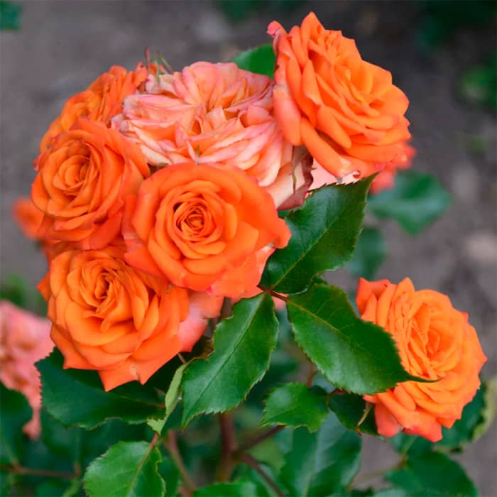 Саджанці бордюрної троянди «Оранж Бебі»