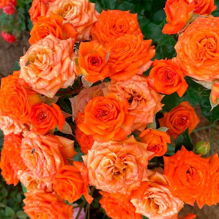 Саджанці бордюрної троянди «Оранж Бебі»