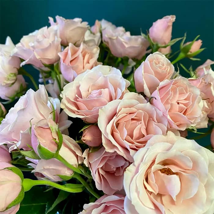 Саджанці бордюрної троянди «Пінк Баблз»