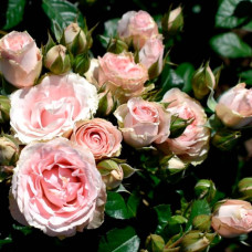 Саджанці бордюрної троянди «Пінк Баблз»