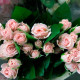 Саджанці бордюрної троянди «Пінк Баблз»